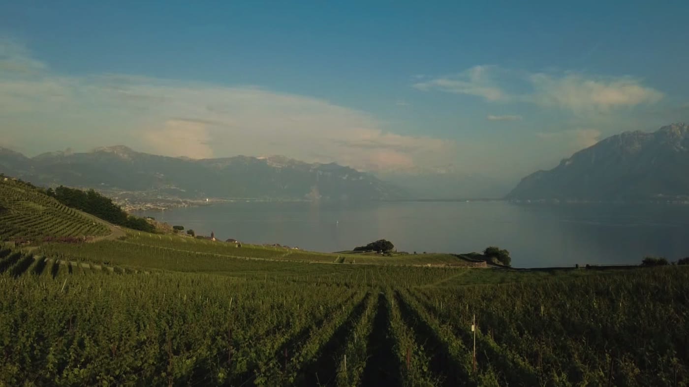 Vignes de Lavaux